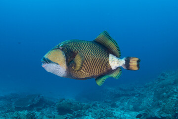 Fototapeta premium Close-up of titan triggerfish (Balistoides viridescens) biting reef rocks underwater, Similan Islands, Thailand