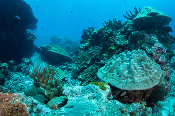 Rocky reef covered with mountain coral and green cup coral, Similan Islands, Thailand