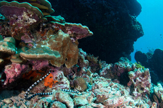 Banded sea snake (Laticauda colubrina) underwater, Similan Islands, Thailand