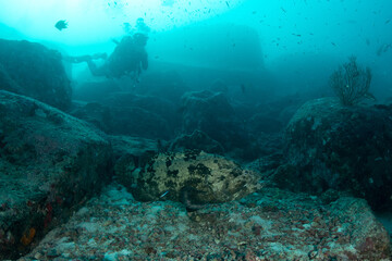 Obraz premium Marbled grouper (Epinephelus polyphekadion) on sandy bottom with scuba diver in the distance, Similan Islands, Thailand