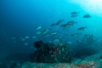 Obraz premium School of bluefin trevallies swimming in blue water, Koh Tachai, Thailand