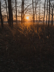 Fallen tree trunk in a quiet forest at sunrise with beautiful sun star and golden light
