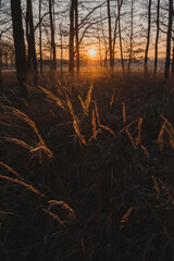Fallen tree trunk in a quiet forest at sunrise with beautiful sun star and golden light