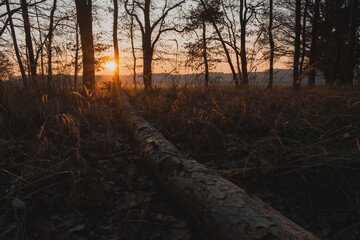 Fallen tree trunk in a quiet forest at sunrise with beautiful sun star and golden light