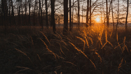 Fallen tree trunk in a quiet forest at sunrise with beautiful sun star and golden light
