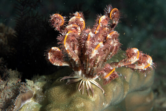 Close-up of feather star on tropical reef during night dive, Similan Islands, Thailand