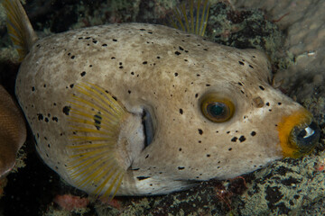 Close-up of blackspotted puffer (Arothron nigropunctatus) on tropical coral reef, Similan Islands, Thailand © Krzysztof Bargiel