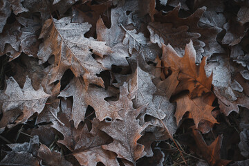Fallen leaves and the first autumn frosts