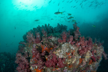 Obraz premium Vibrant coral reef at Richelieu Rock teeming with glassfish and colorful corals, Thailand