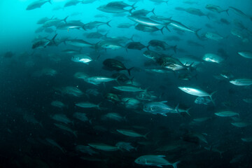Obraz premium School of rainbow runners (Elagatis bipinnulata) and longnose emperors (Carangoides chrysophrys) swimming together at Richelieu Rock, Mu Ko Surin National Park, Thailand