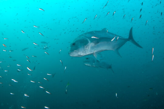 Close-up of giant trevally (Caranx ignobilis), Similan Islands, Thailand