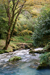 A crystal-clear river flows through vibrant spring forest where fresh greenery embraces the water's path.