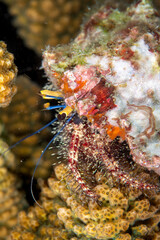 Close-up of hermit crab (Dardanus megistos), Similan Islands, Thailand