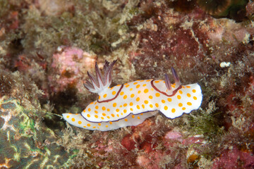Close-up of nudibranch (Chromodoris annulata), Similan Islands, Thailand