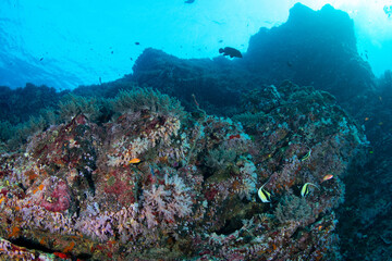 Fototapeta premium Soft coral reef, Koh Bon, Similan Islands, Thailand