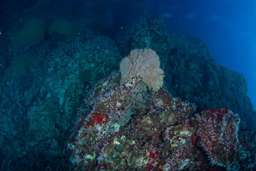 Fototapeta premium Knotted sea fan (Melithaea ochracea), Koh Bon, Similan Islands, Thailand