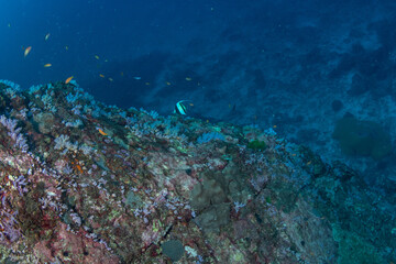 Fototapeta premium Soft coral reef, Koh Bon, Similan Islands, Thailand