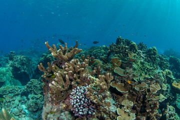 Obraz premium Seascape of hard coral-covered seabed, Koh Bon, Similan Islands, Thailand