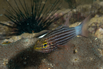 Obraz premium Tiger cardinalfish (Cheilodipterus macrodon) among seaurchins in Thailand