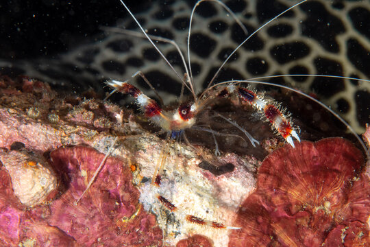 Close-up of banded coral shrimp (Stenopus hispidus) underwater, Thailand