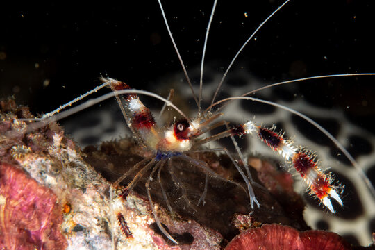Close-up of banded coral shrimp (Stenopus hispidus) underwater, Thailand