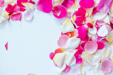 Colorful rose petals frame on white background. Top view of pink, red, white, and yellow flower petals with copy space for romantic, wedding, Valentine's Day, or beauty cosmetic design concepts.