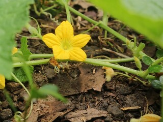 Yellow flower of lemon cucumber plant growing in the garden. Close up view 