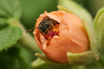 Insect gathering pollen within bright orange bloom