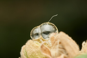 Viscous sticky bubbles in macro view