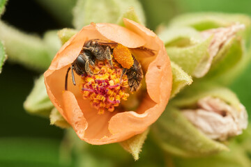 Insect gathering pollen within bright orange bloom