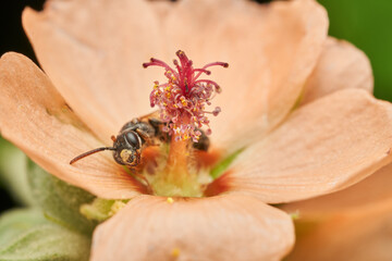 Closeup view of wasp gathering golden pollen