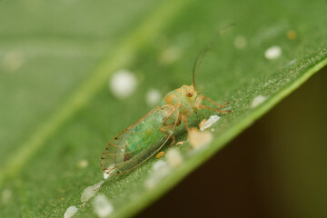 Tiny green insect blending with vibrant leaf