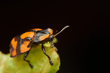 Tortoise beetle macro resting on green leaf