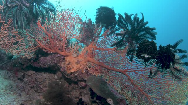 Camera circling giant gorgonian sea fan covered with black feather stars on tropical reef
