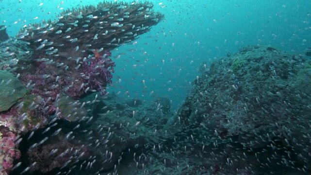Thousands of glassfish swarming over coral reef with predator fish in Similan Islands