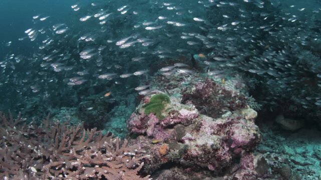 Thousands of glassfish swarming over staghorn coral reef in Similan Islands