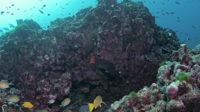 Peacock grouper resting among hard corals at Koh Bon, Similan Islands