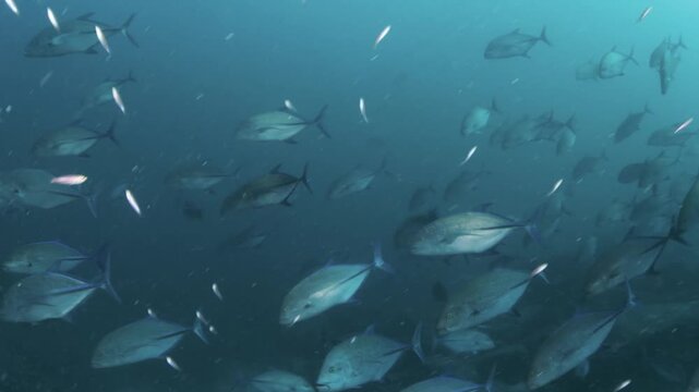School of bluefin trevallies (Caranx melampygus) swimming in open water, Similan Islands, Thailand