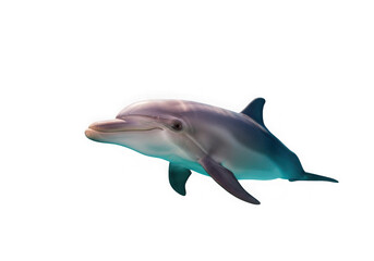 Fototapeta premium A dolphin swimming in the dark water with a black background