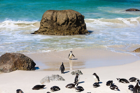 Pinguine am Boulders Beach in S&uuml;dafrika
