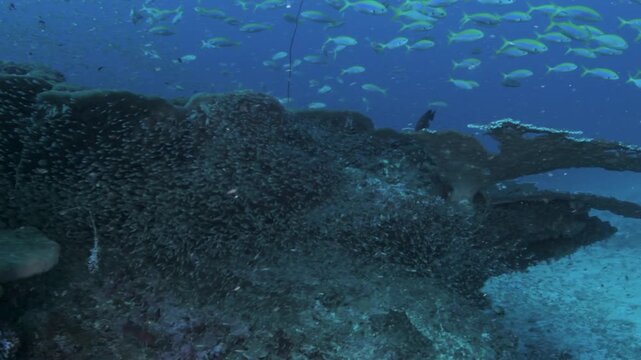 Underwater reef video in Similan Islands Thailand with glassfish, yellowback fusiliers and coral landscape