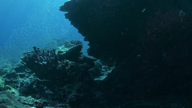 Coral bommie surrounded by glassfish and reef fish at Koh Bon, Thailand