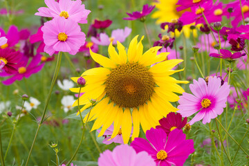  ピンクと黄色が広がる自然の調和