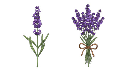 Obraz premium Elegant lavender bouquet illustration isolated on transparent background, Vector
