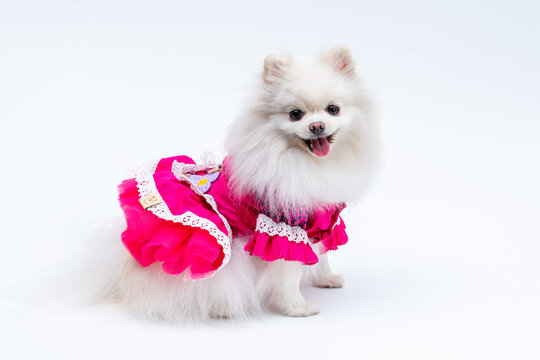 Spitz alem&atilde;o branca com vestidinho rosa lindo para festa