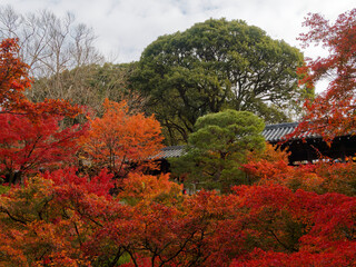  木造の橋と紅葉が織りなす京都の風情