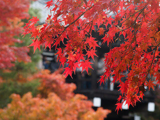  紅葉越しに見える人々と静寂の空間