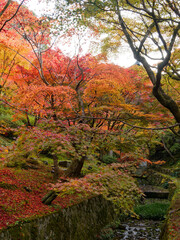  紅葉の森に流れる静かな水路