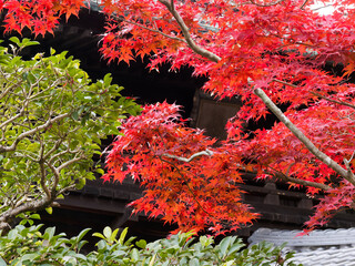  紅葉に包まれた木造建築と秋の気配