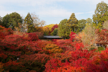  秋色に染まる東福寺の絶景